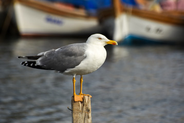  Seagull standing on a stump in marina.