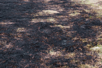 Ash burned dry grass land carbon CO2