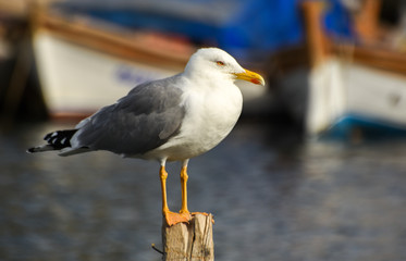  Seagull standing on a stump in marina.