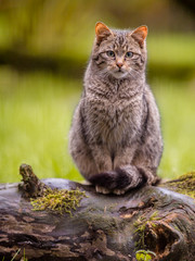 Cute European wild cat with distictive tail