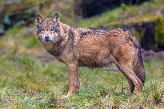 Wolf eye contact in a forest
