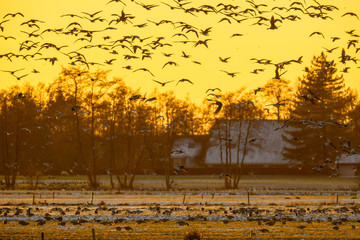 Flock of Geese at sunset looking for safe rust place