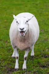 Naklejka na ściany i meble Happy sheep lamb calling her young green grass pasture