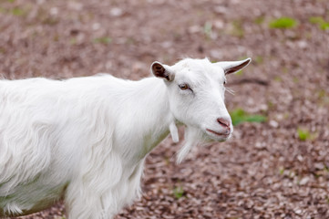Goat outdoors farm animal white domestic countryside