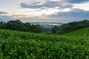 Fototapeta na wymiar Beautiful green tea plantation on sunrise