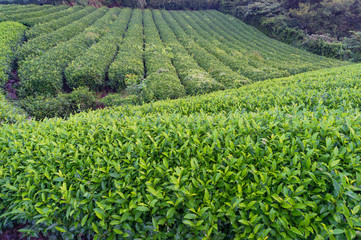 Fototapeta na wymiar Beautiful fresh green tea plantation of Shizuoka
