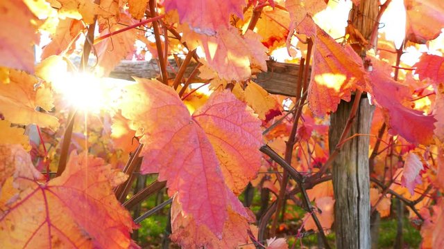Carst vineyard in autumn colors at sunset - crane up, UHD