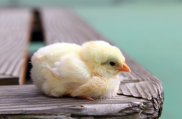 Cute baby chick