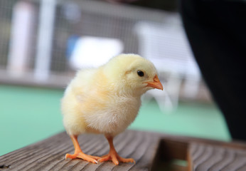 Cute baby chick