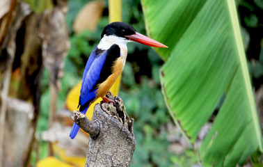  A beautiful bird , Black-capped Kingfisher  is perching  on a branch.