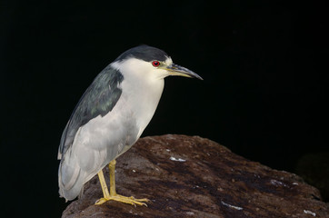 Black-crowned Night Heron