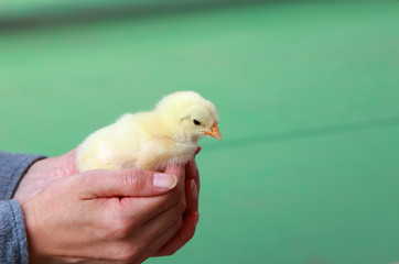 Baby chick in hand