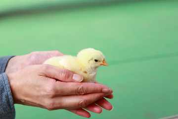 Baby chick in hand