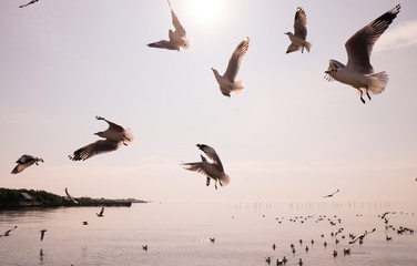 Flying birds in blue sky, Flock birds flying in a Cloudy Sky. Flying birds. Flock birds flying. Seagull flying. Seagull flying and look for food on blue sky over the coast of bangpoo thailand.