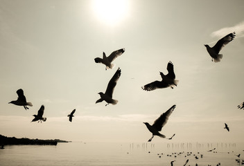 Flying birds in blue sky, Flock birds flying in a Cloudy Sky. Flying birds. Flock birds flying. Seagull flying. Seagull flying and look for food on blue sky over the coast of bangpoo thailand.