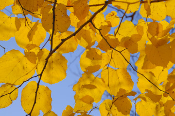 Fototapeta premium Yellow leaves of linden against the sky and the backlight. Autumn background from leaves of a linden. Yellow autumn leaves