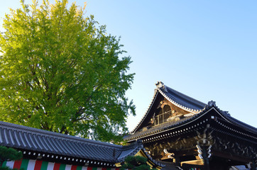 Fototapeta premium Ginkgo tree and Japanese temple, Kyoto Japan