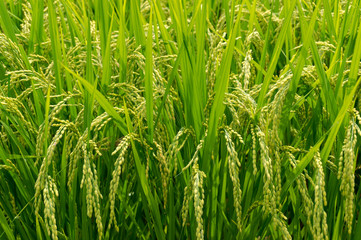 Fototapeta na wymiar Close up of ripe rice paddy field