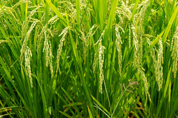 Close up of ripe rice paddy field