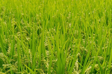 Agriculture background of rice paddy
