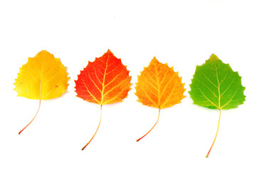 colorful autumn leaves isolated on white background