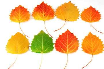 colorful autumn leaves isolated on white background