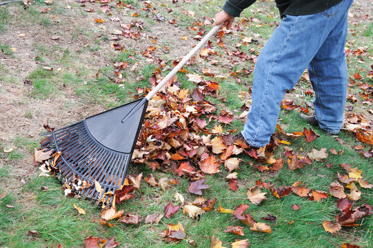 man working in the yard to clean fallen leaves by fan rake