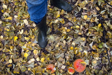 mushrooms the fly agarics found the collector of mushrooms