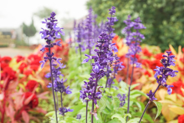 close up violet flower garden in winter season with selective focus