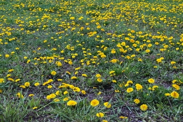glade with flowers of coltsfoot  