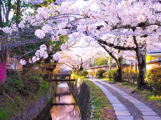 Photo sur Plexiglas Kyoto Route de la philosophie du printemps