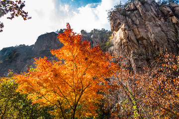 Autumn leaves in Bei Jiu Shui trail, Laoshan Mountain, Qingdao, China. Bei Jiu Shui is famous for the many pools of crystal clear water and it's waterfalls
