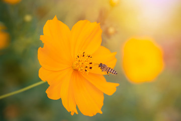 Bee with sun