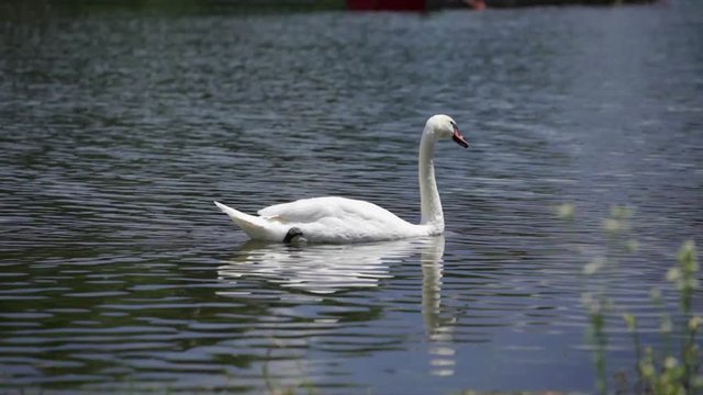 Swan at lake chilling out, tracking shot, panning right