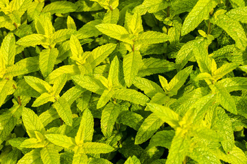 mint plant grow at vegetable garden © underworld