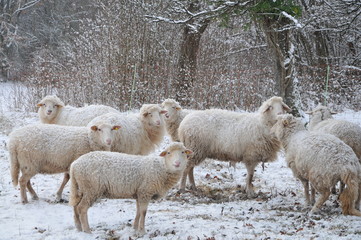  flock of sheep