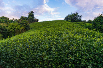 Fototapeta na wymiar Beautiful fresh green tea plantation slope of Shizuoka