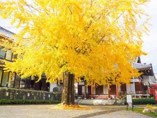 Autumn Big ginko tree in Nagasaki city, Japan.