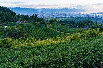 Fototapeta na wymiar Aerial view of green tea plantations and Shizuoka city
