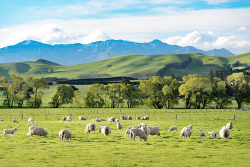 Landscape of NewZealand
