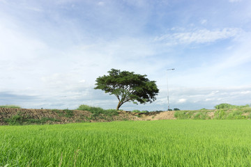 Fototapeta na wymiar Green Cornfield in the countryside of Thailand.
