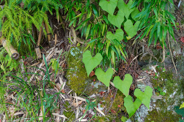 Heart shaped plant, nature's love concept