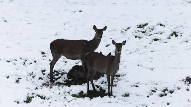 Rotwild im Winter