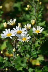 Obraz premium 菊の花