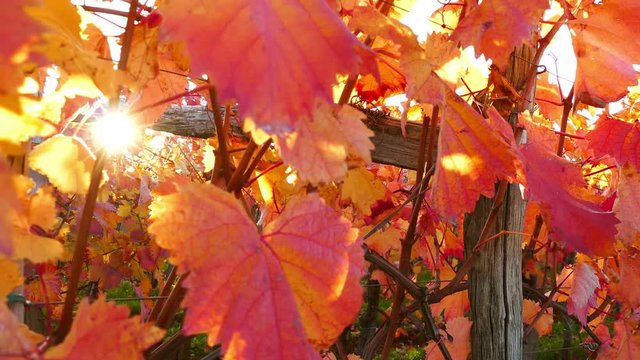 Carst vineyard with sunrays in autumn colors at sunset - crane up, UHD