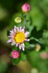 Obraz premium 菊の花