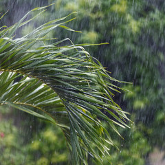 rain in the tropics - 126486527