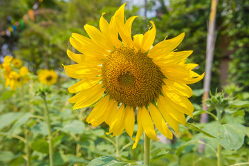 Obraz premium Beautiful sunflower blooming in nature,Tuscany sunflowers field