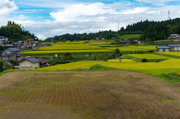 Japanese rural farmlands with patches rice fields, paddy