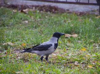 Hooded crow on the grass. A bird of the family Corvidae